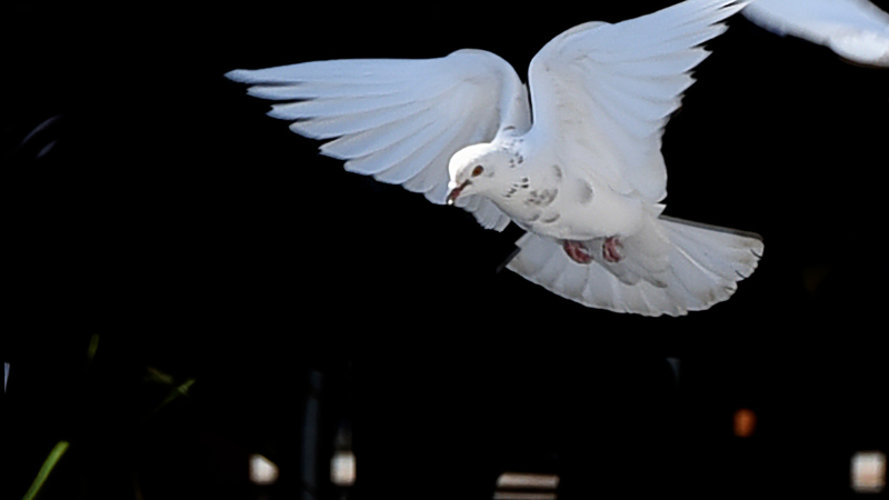 Liberte spirituelle imgplain